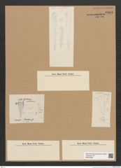 Diatomeae indet. Zeichnungen Sammlung Grunow Nr. 6068 (NHMW-BOT-W0374582)